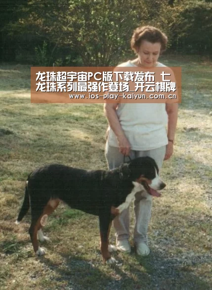 开云棋牌官网